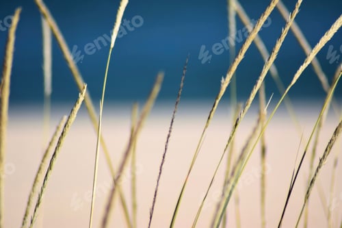 Preview: Beach Scene