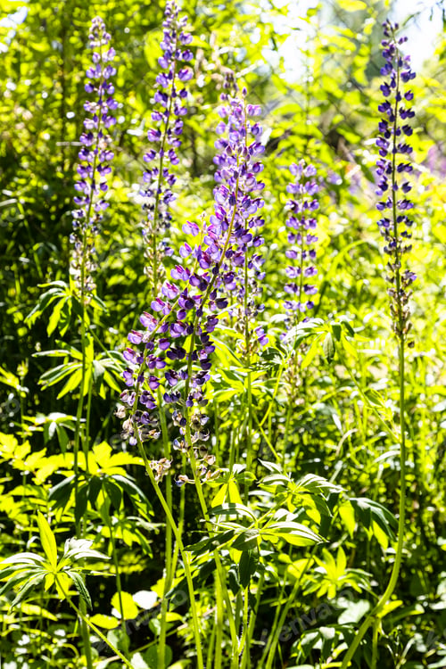 Preview: sunlit lupin flowers in overgrown garden in summer
