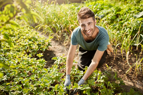 Preview: Portrait of young attractive bearded hispanic male gardener in blue t-shirt smiling in camera