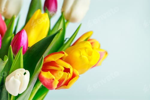Preview: Colorful Tulips Against a Light Blue Background