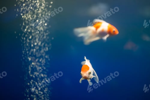 Preview: beautiful goldfish swim in the aquarium