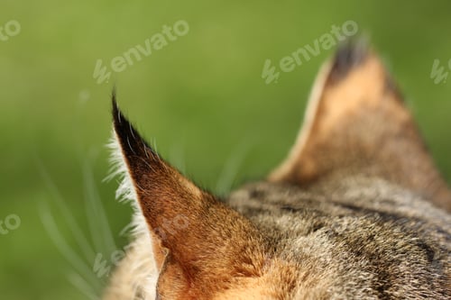 Preview: Cat's Ears