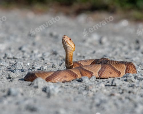 Preview: a snake is laying on the ground near some rocks and grass