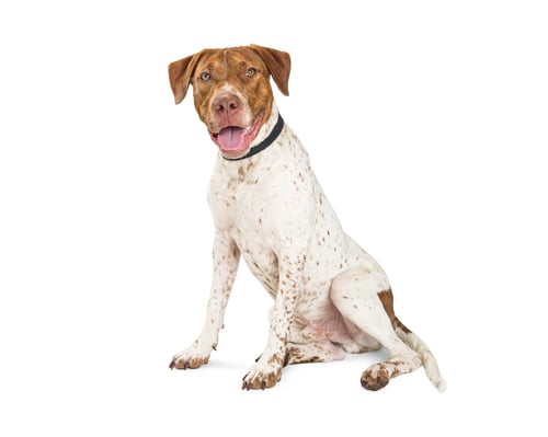 Preview: Happy Pointer and Pit Bull Crosbreed Dog Sitting