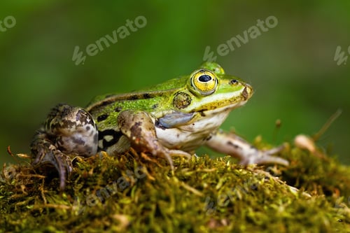 Preview: Small edible frog with green skin and big yellow eye in summer nature