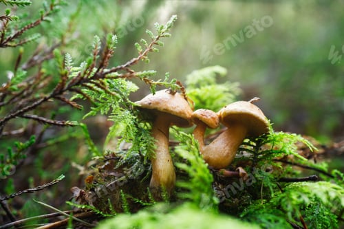 Preview: Bovine Bolete or Jersey Cow Mushrooms growing among lush green ferns forest setting during daylight