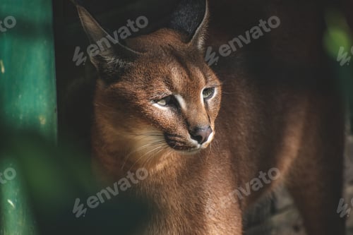 Preview: Closeup shot of a caracal in a zoo