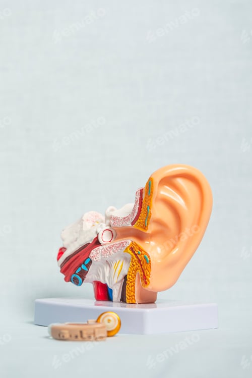 Preview: Anatomical model of human ear showing inner ear structure and hearing aid device