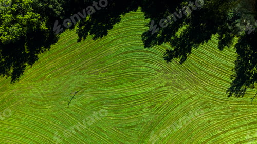 Preview: Serene Summer Lines Across Mowed Grass and Forest Backdrop