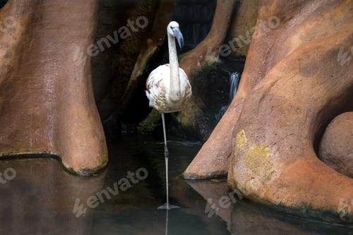 Preview: Flamingo