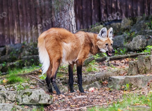 Preview: Maned wolf (Chrysocyon brachyurus) in a forest