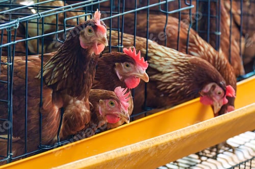 Preview: Chicken poultry farming for meat and eggs production in coop