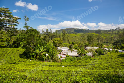 Preview: Tea plantation