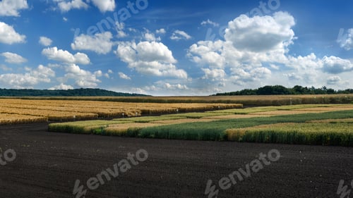 Preview: panoramic view of a field divided into sectors with different types of cereals