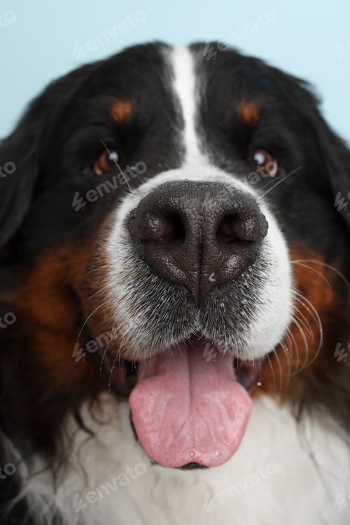 Preview: Photo Bernese Mountain Dog on a soft blue background.
