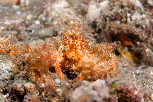 Preview: Hairy decorator crab