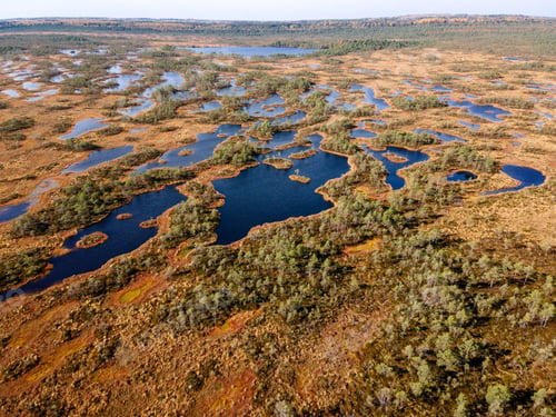 Preview: Swamp or bog in Estonian nature reserve Kakerdaja