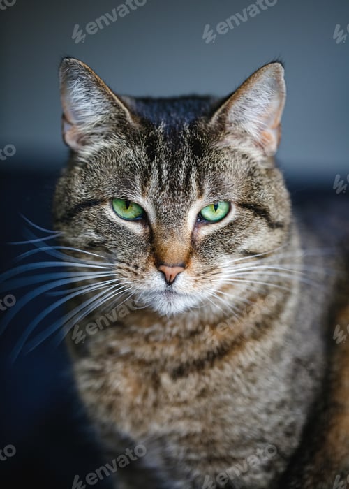 Preview: Green Eyed Cat