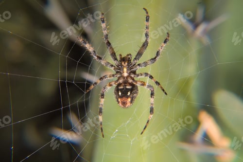 Preview: Close up macro shot of a European garden spider (cross spider, Araneus diadematus)