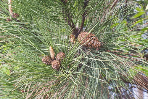 Preview: Ponderosa Pine (Pinus Ponderosa). Called Bull Pine, Blackjack Pine And Western Yellow Pine Also