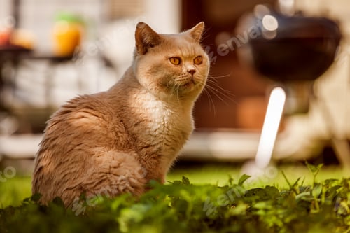 Preview: Cat British on green grass