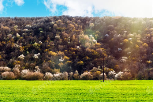 Preview: Blooming fruit trees in forest on the mountainside
