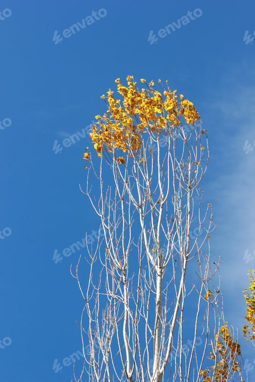 Preview: Poplar Trees in Fall