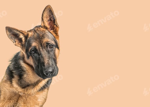 Preview: Close-up of a Young German Shepherd dog in front of an orange background