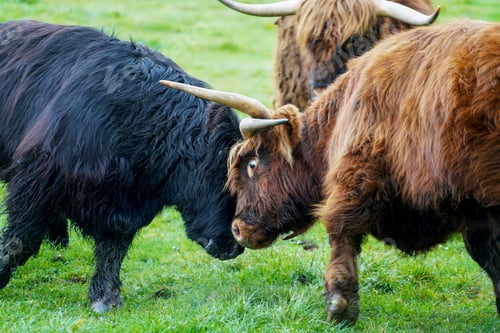 Preview: Big bulls fighting with horns and another one approaching them from behind