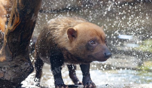 Preview: Bush dog (Speothos venaticus) in nature.