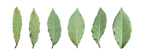 Preview: Collage with fresh bay leaves on white background