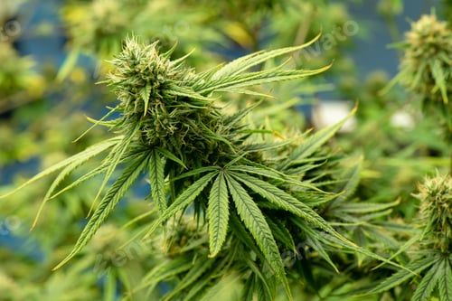 Preview: Blooming cannabis ready to be used for extraction into various products medical