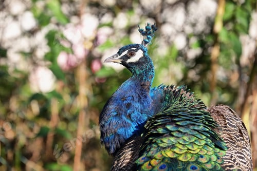 Preview: Colorful Peacock portrait