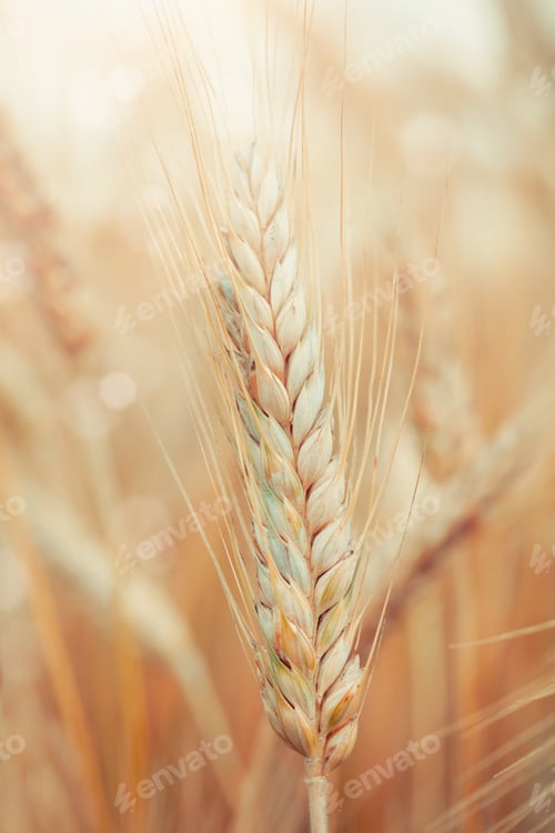 Preview: Wheat
