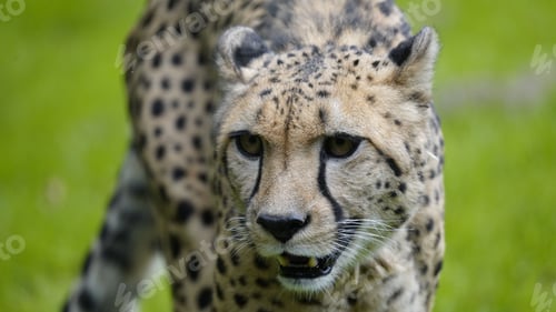 Preview: Closeup of a cheetah against the green blurry background.