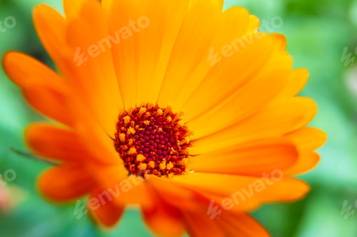 Orange Flower Close Up with Green Background