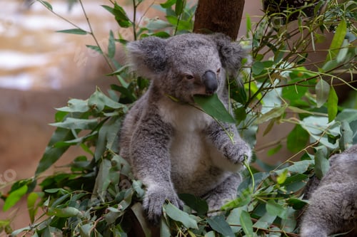 Vorschau: Grauer australischer Koala