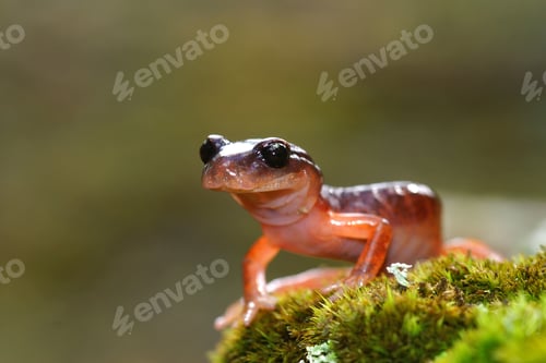 Preview: Closeup shot of the Californian salamander (Ensatina eschscholtzii xanthoptica)