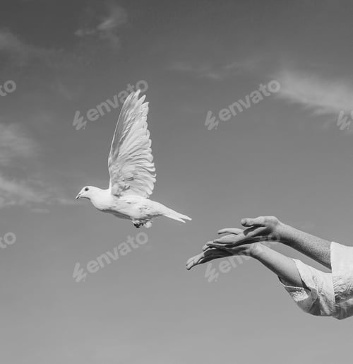 Preview: Woman releasing white dove into sky
