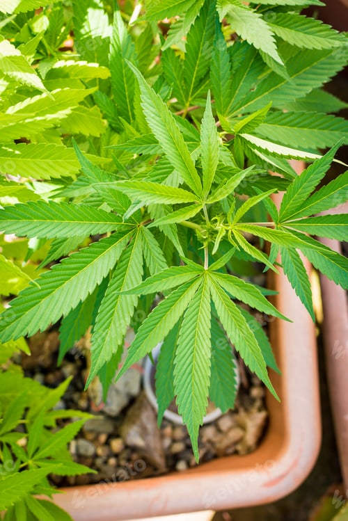 Preview: Set of marijuana leaves (cannabis), from a plant planted outdoors.