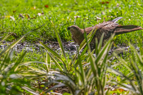 Preview: Black Kite in its natural habitat