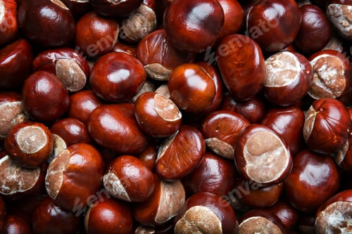 Preview: chestnuts