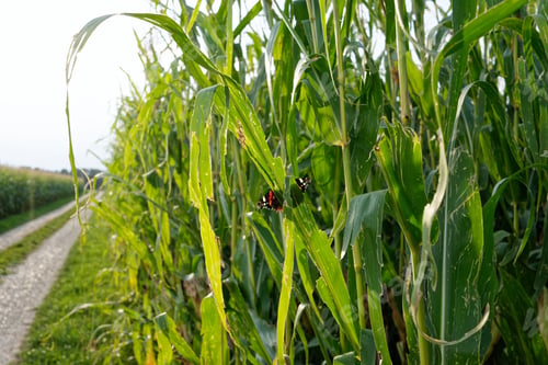 Preview: Butterfly on corn leaves in a sunlit field.