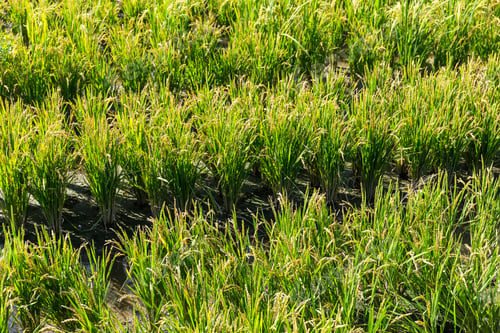 Preview: Paddy rice medow