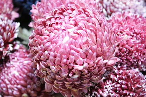 Preview: Florist displaying pink flowers in a retail setting, supermarket, farmer's market