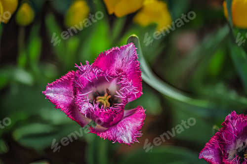 Preview: Flowers in a field, with yellow tulips and blooms standing out from the grass