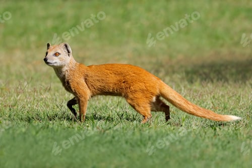 Preview: Alert yellow mongoose - South Africa