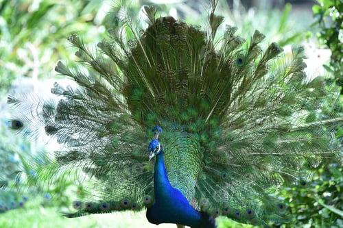 Preview: Peacock with his impressive tail feathers extended