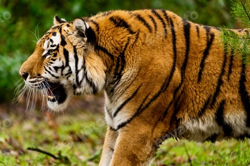 Preview: Majestic tiger in its natural habitat