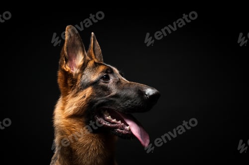 Preview: Portrait of a German shepherd in front of an isolated black background.